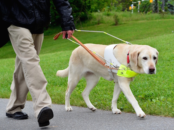 GUIDE-DOG-WORKING